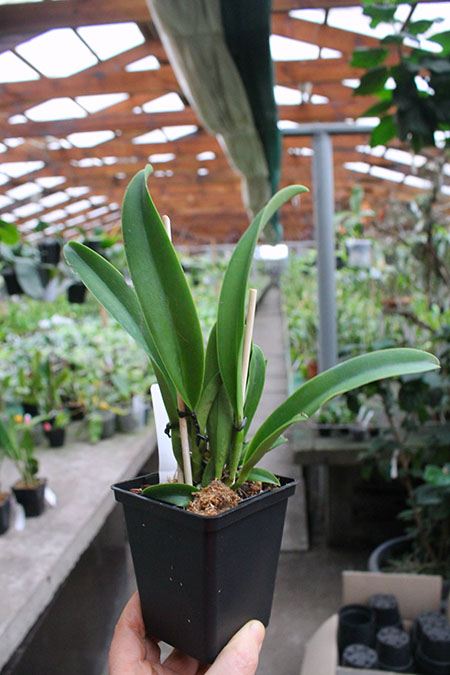 Rhyncholaeliocattleya Napa Valentine x Amazing Tailand.jpg