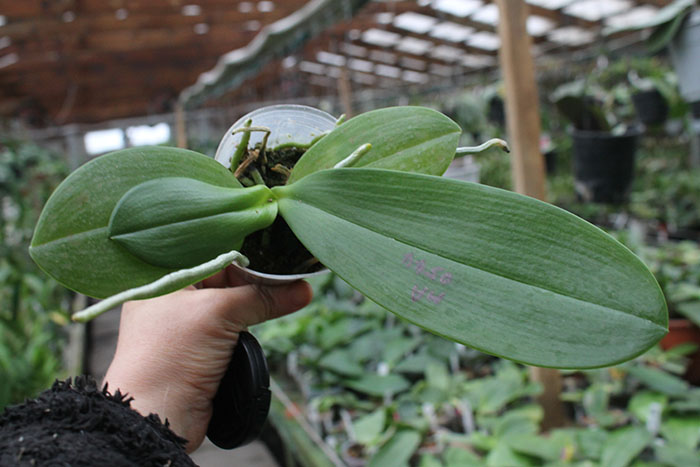 Phalaenopsis LD Sun Dragon '98' x gigantea 'M-2'.jpg