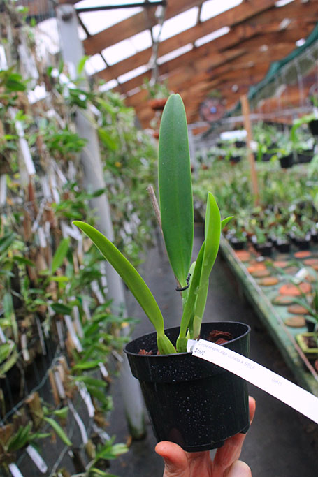 Cattleya mossiae semi alba 'Julieta x SELF.jpg