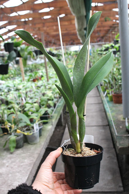 Rhyncholaeliocattleya Hey Song 'Amazing Thailand'.jpg