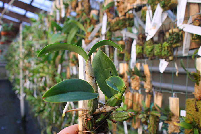 Cattleya nobilior amalie.jpg