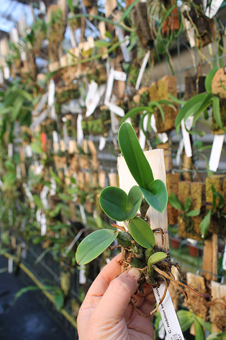 Cattleya nobilior semi-alba.jpg