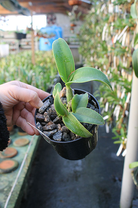 Cattleya nobilior coerulea.jpg