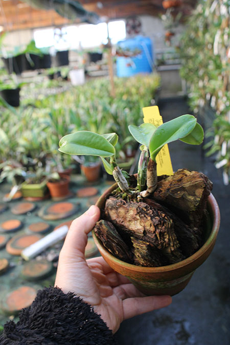 Cattleya walkeriana (Pink Smiles x Filha de Carla).jpg