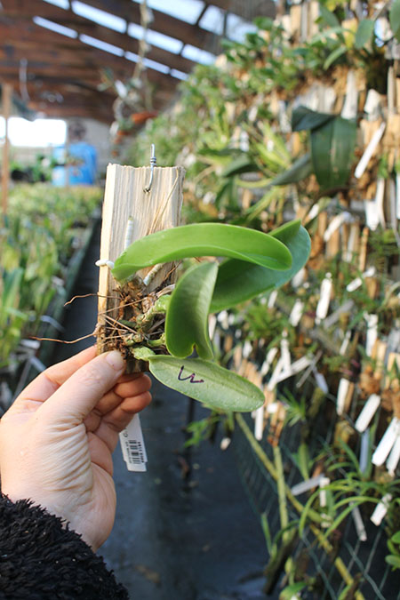 Cattleya walkeriana semi-alba x self.jpg