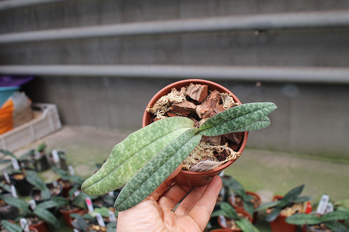Paphiopedilum bellatulum x wenshanense.jpg