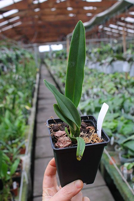 Laeliocattleya Canhamiana coerulea 'Azure Skies'.jpg