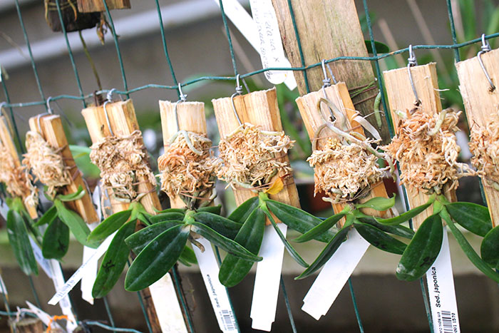 Sedirea japonica.jpg