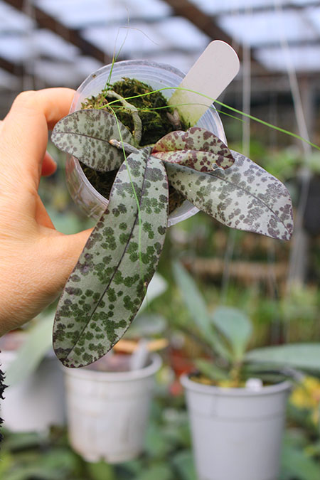 Phalaenopsis celebensis.jpg