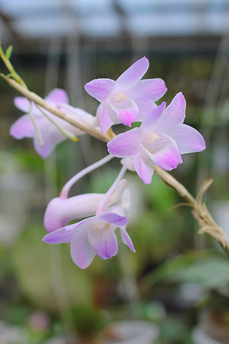 Dendrobium fairchildae.jpg