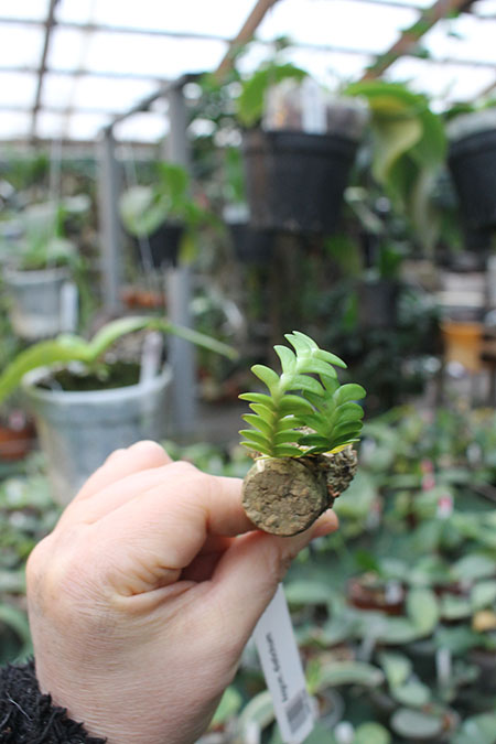 Angraecum distichum.jpg