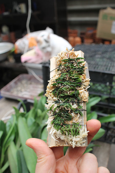 Schoenorchis scolopendria.jpg