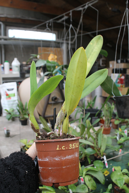 Laelia lobata concolor.jpg