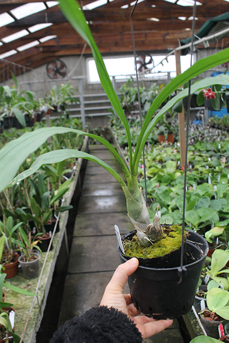 Clowesetum Alexandra Savva.jpg