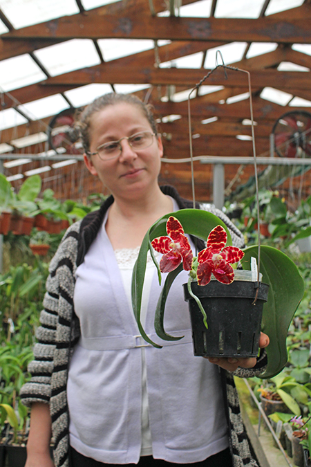 Phalaenopsis Jong's Gigan Cherry x gigantea.jpg