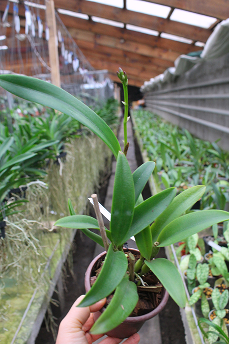 Brassocatanthe Jairak Fire Star.jpg