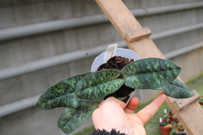 Paphiopedilum malipoense.jpg