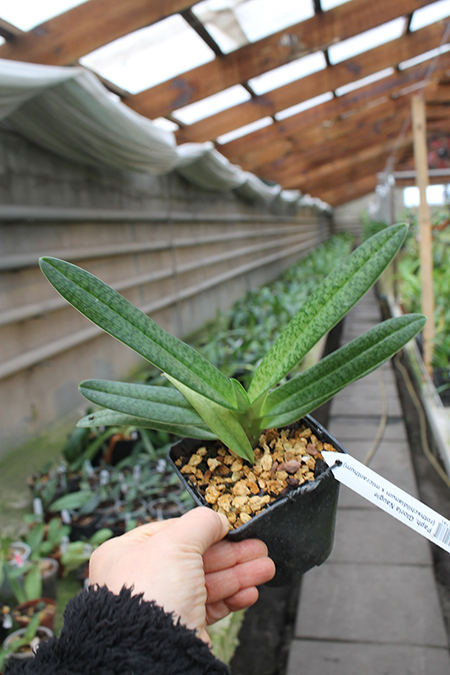 Paphiopedilum Gloria Naugle (rothschildianum x micranthum).jpg