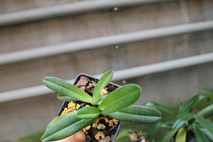 Paphiopedilum Dollgoldi (armeniacum x rothschildianum).jpg