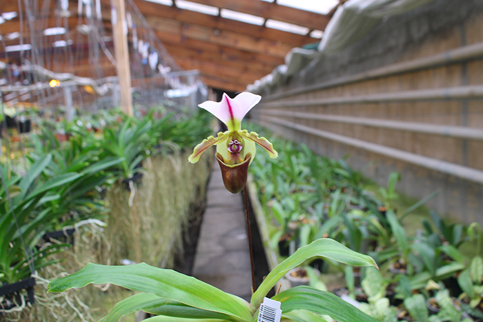Paphiopedilum spicerianum.jpg