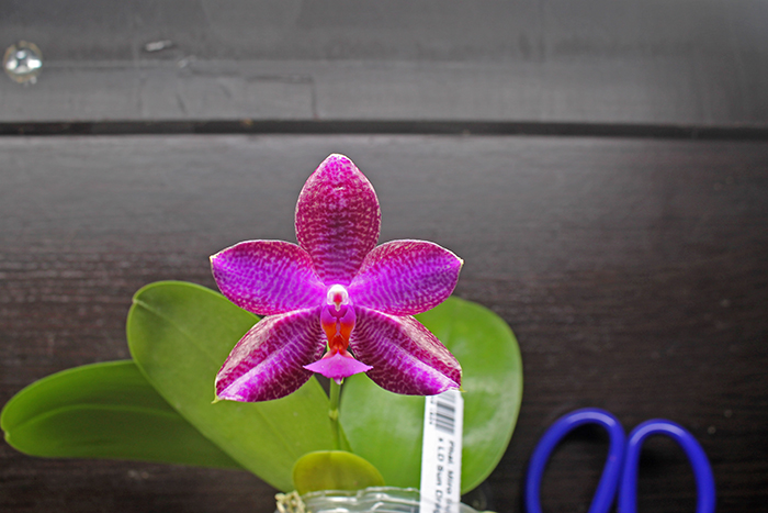 Phalaenopsis Miro Supper Star 'MO198' x LD Sun Dragon 'MO98'.jpg