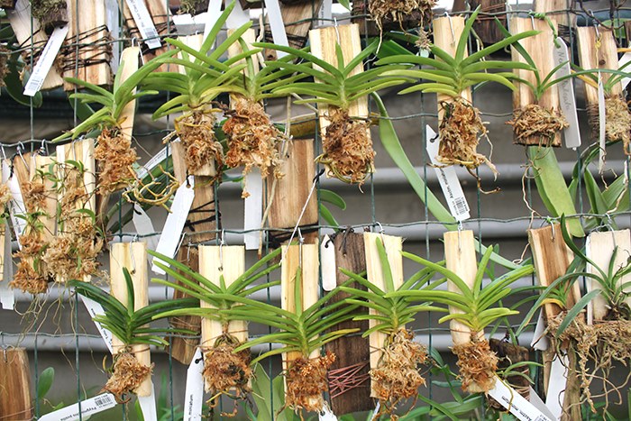 Ascocentrum miniatum.jpg