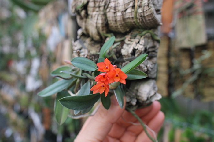 Sophronitis cernua var mineira.jpg