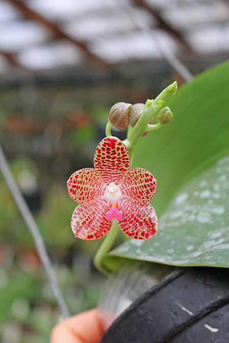 Phalaenopsis jawanica x gigantea.jpg