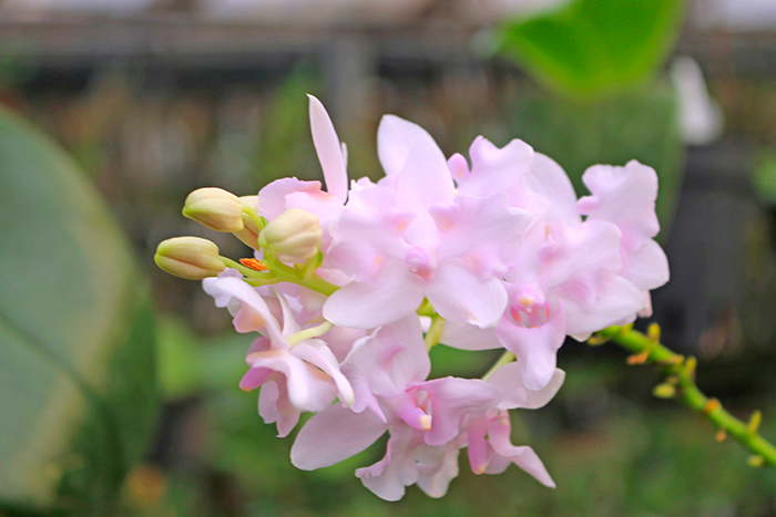 Phalaenopsis pulcherrima pink.jpg