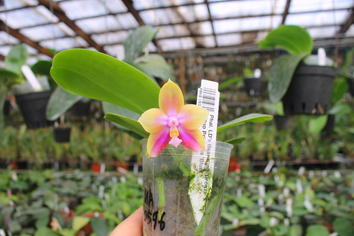 Phalaenopsis LD's Bear King 'Bronze' x Mituo Princess 'Blue'.jpg