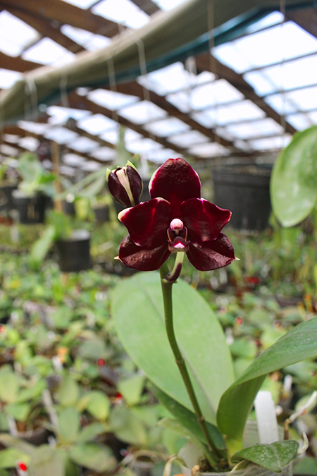 Phalaenopsis Diamond Beauty '1202' x Ld's Bear King 'YK7' (select).jpg