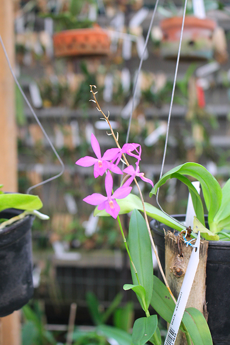 Barkeria skinneri.jpg