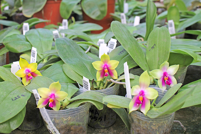 Phalaenopsis bellina 'B-1' x Mituo Princess 'B'.jpg