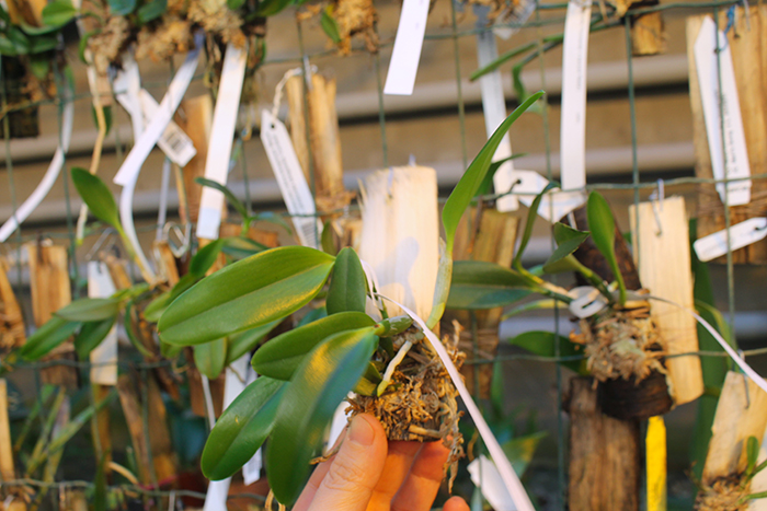 Laelia praestans (escura 'Bella' x rubra 'Tormenta').jpg