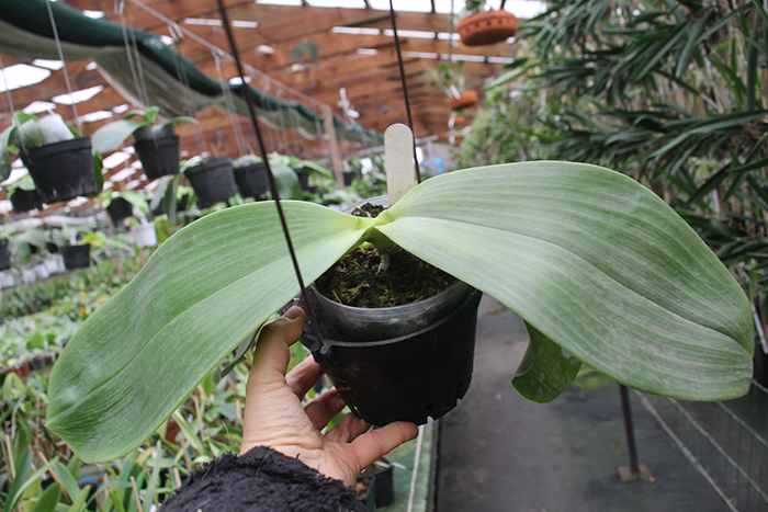 Phalaenopsis Chienlung Sweet Heart x gigantea.jpg
