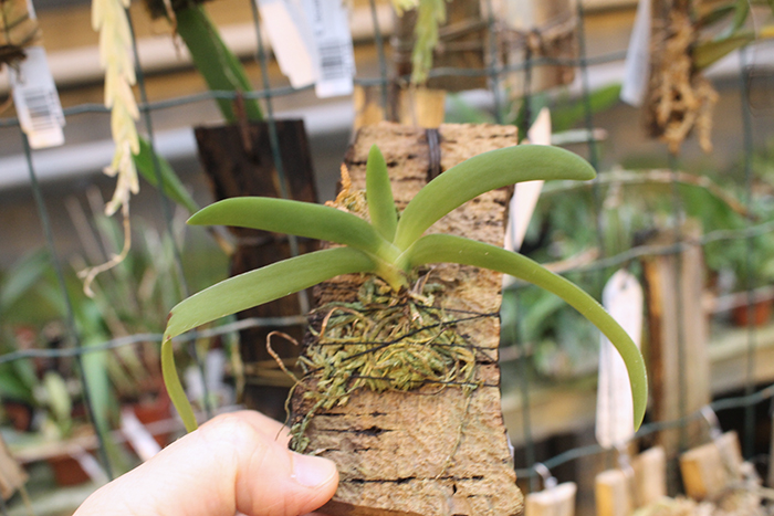 Angraecum leonis.jpg