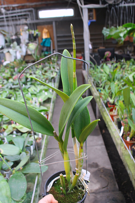 Recchara Frances Fox.jpg