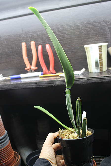 Cattleya Vestalis.jpg