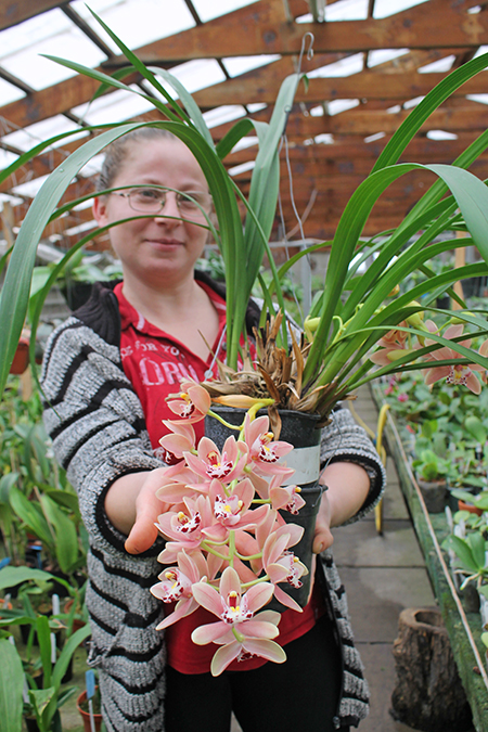 Cymbidium cascade 'Sakura'.jpg