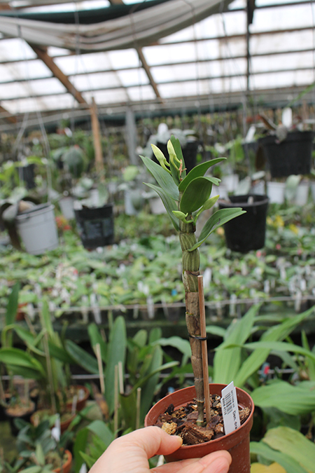 Dendrobium draconis.jpg