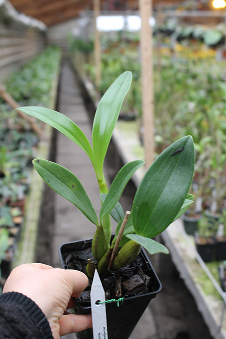 Dendrobium spectabile.jpg