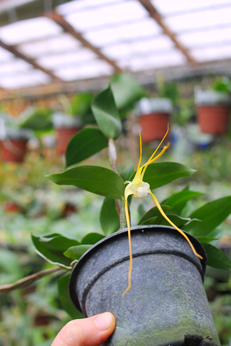 Dendrobium tetragonum.jpg