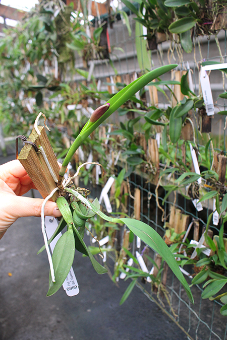Potinara Hisako Jewel 'SVO' x Sophrolaeliocattleya Cosmic Delite 'SVO'.jpg