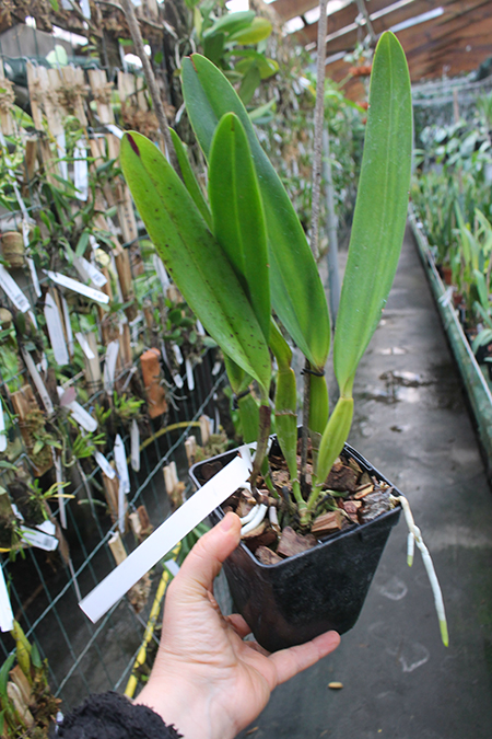 Laelia tenebrosa vinicolor 'Eduardo' x Laelia tenebrosa 'Fumacina Fujita'.jpg