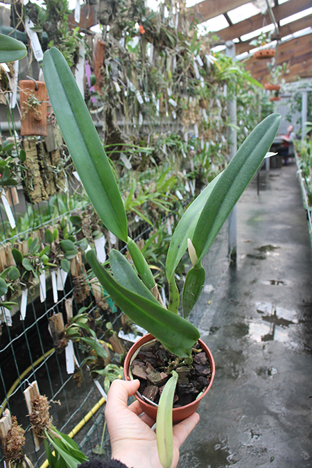 Laelia perrinii alba 'AM' x Laelia perrinii alba 'RK'.jpg