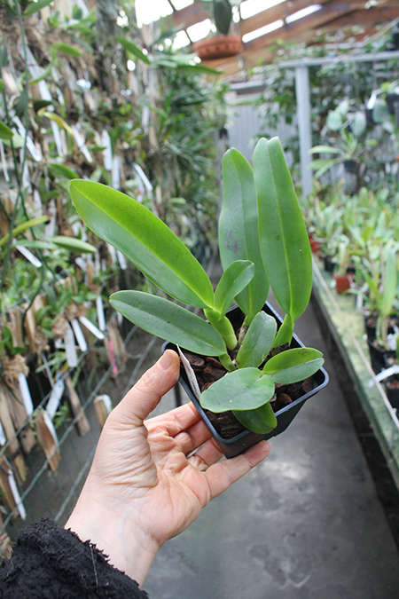 Cattleya labiata alba.jpg