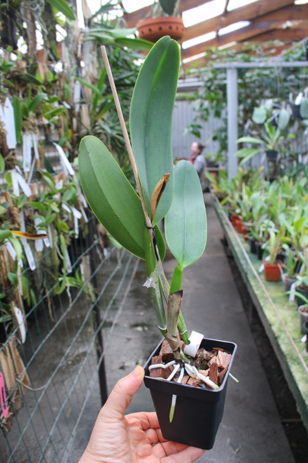 Cattleya labiata semi-alba ('Arlequim' x 'Branca de Neve').jpg