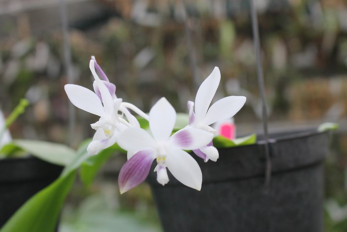 Phalaenopsis speciosa coerulea ('Su's Bluish' x 'Su's Coffee Candy').jpg
