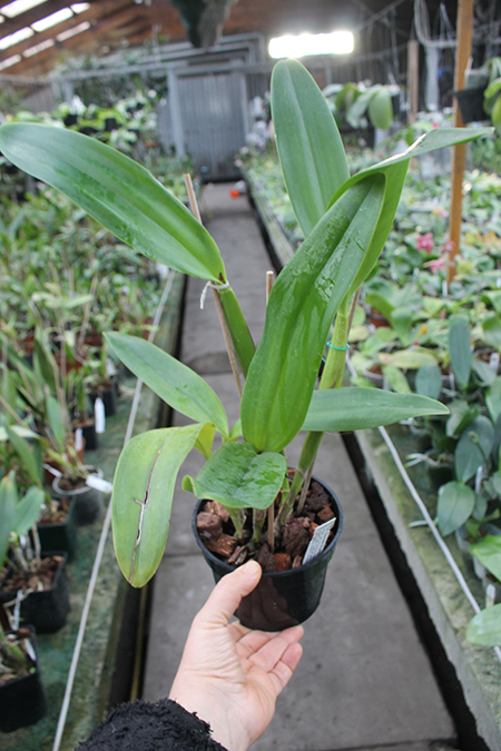 Cattleya Duckitt Ruby No 5 x Laelia anceps lineata.jpg