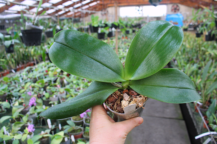 Phalaenopsis Tzu Chiang Chrisna (Phalaenopsis Timothy Christopher x Phalaenopsis Yungho Geld Canary).jpg